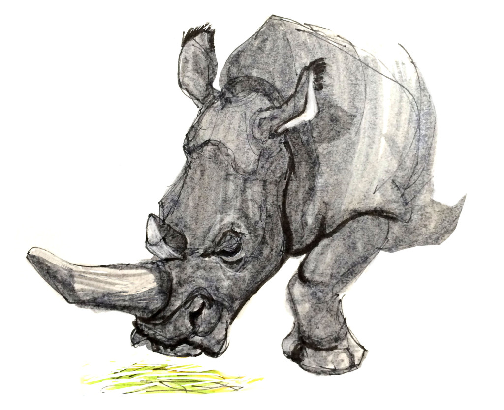 Tucson Reid Park Zoo Rhino June 2014